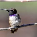 Exploring East Contra Costa County: What to Do in May