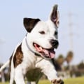 Exploring the Best Parks in Contra Costa County, CA