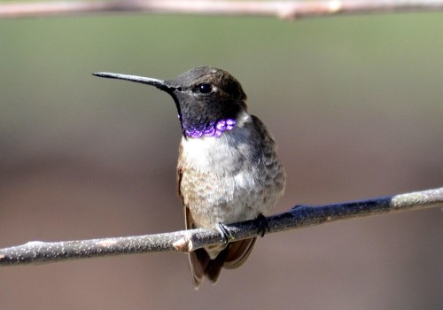 Exploring East Contra Costa County: What to Do in May