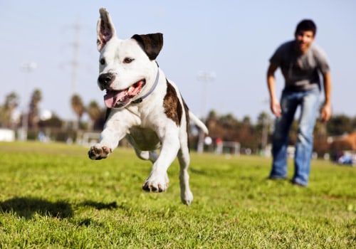 Exploring the Best Parks in Contra Costa County, CA
